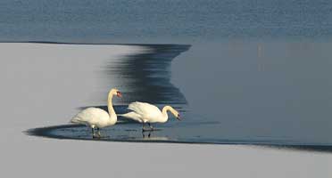 Magic Swans